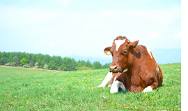 家畜伝染予防法による輸入禁止品目